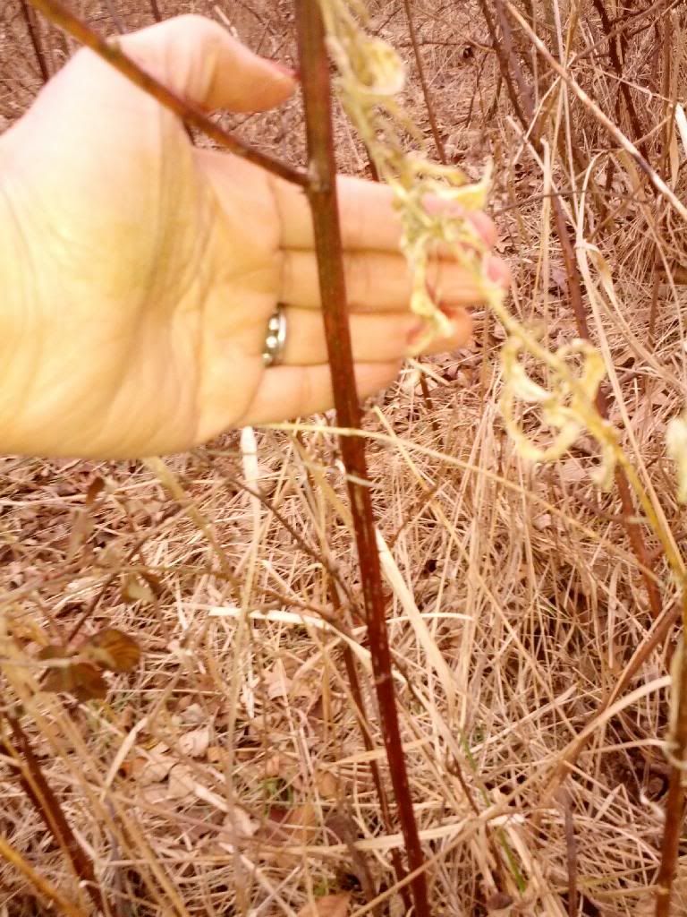 How to safely kill these thorn bushes in my pasture? NEW PICS POST 23